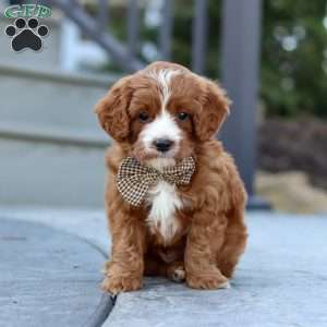 Kobe, Cavapoo Puppy